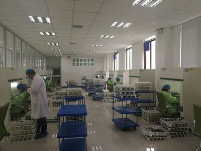 构树扶贫新策 兰考产业项目考察记